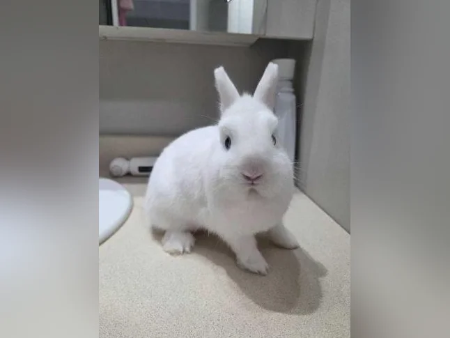 Lapine thumbnail 3