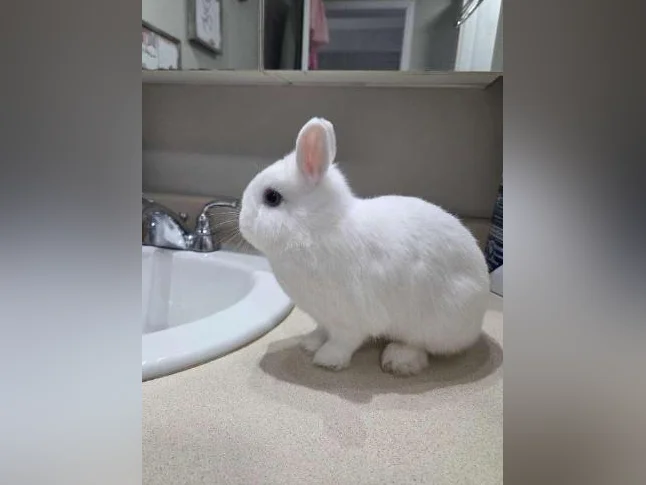 Lapine thumbnail 4