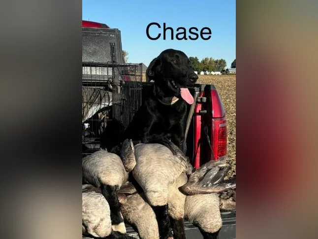 Labradors Chesapeake thumbnail 9