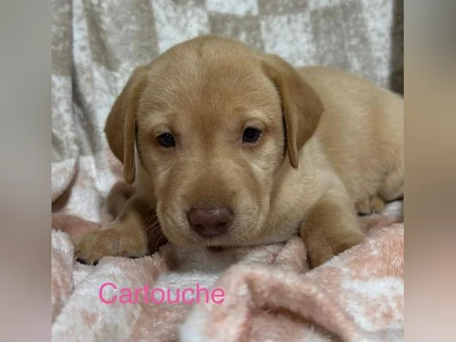 Labradors Chesapeake thumbnail 6