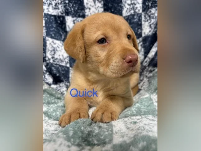 Labradors Chesapeake