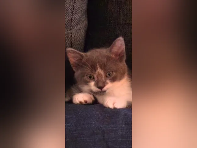 Bébé chaton  de 2 mois  femelle tranquille