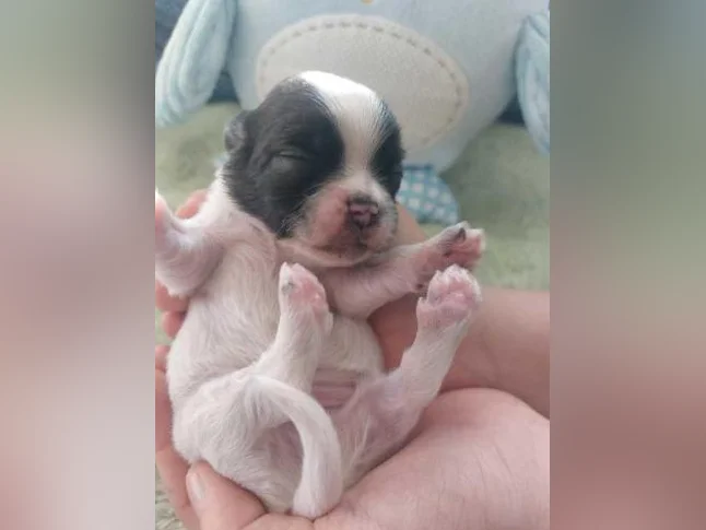 chiots pour adoption thumbnail 8