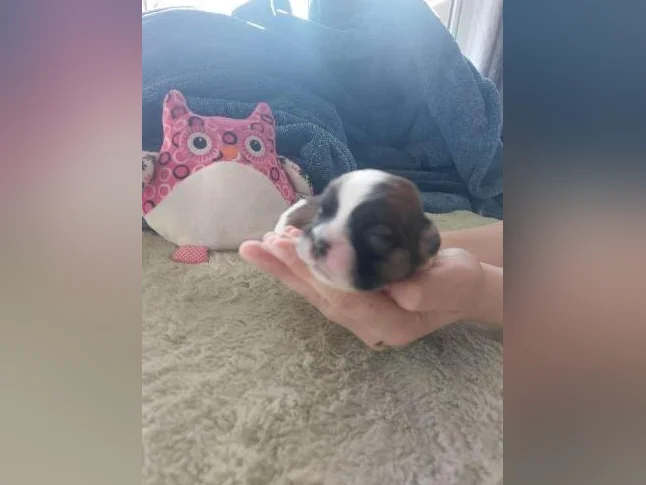 chiots pour adoption thumbnail 2