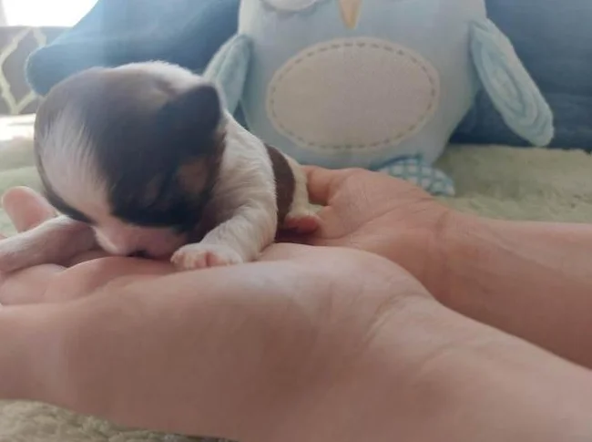 chiots pour adoption thumbnail 9