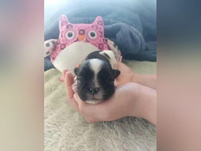chiots pour adoption