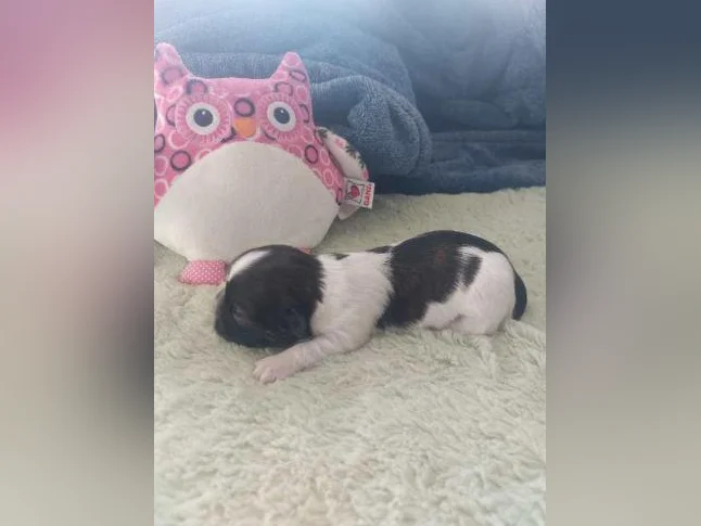 chiots pour adoption thumbnail 4
