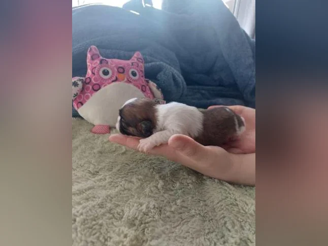 chiots pour adoption thumbnail 3
