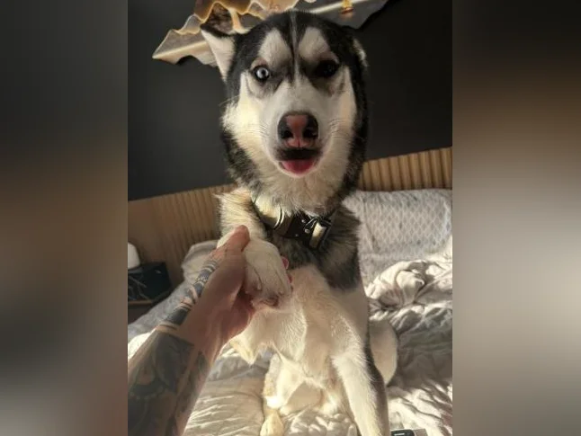 Husky siberien thumbnail 5