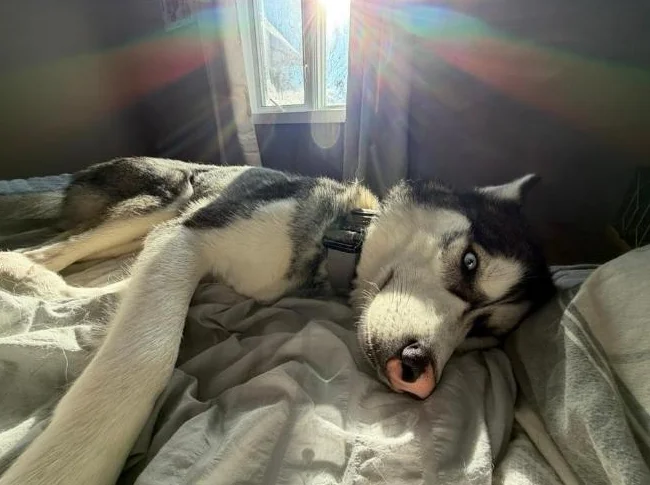 Husky siberien thumbnail 6