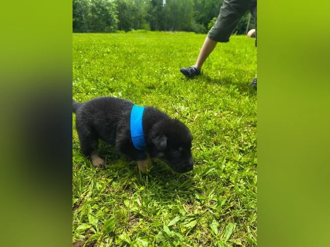 3/4 king shepherd puppies thumbnail 4