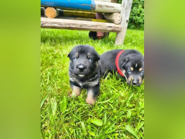 3/4 king shepherd puppies thumbnail 2