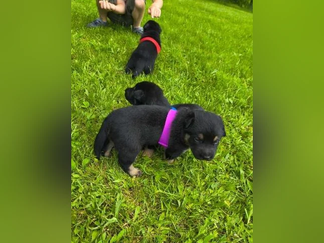 3/4 king shepherd puppies thumbnail 7