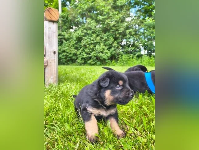 3/4 king shepherd puppies thumbnail 8