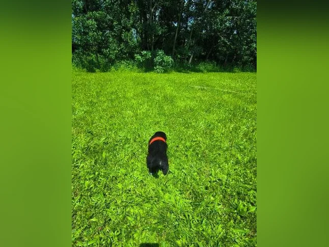 3/4 king shepherd puppies thumbnail 9