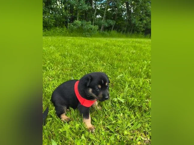 3/4 king shepherd puppies thumbnail 6