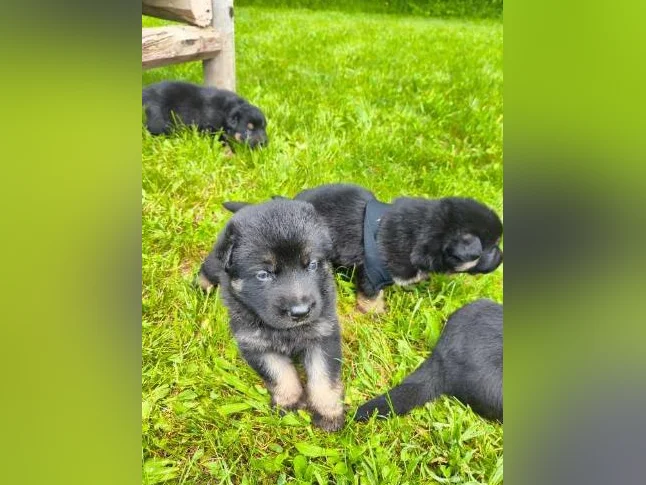 3/4 king shepherd puppies thumbnail 10