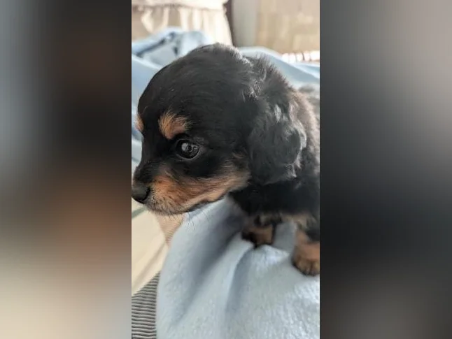 Chiots teckels
