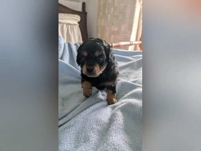 Chiots teckels thumbnail 3