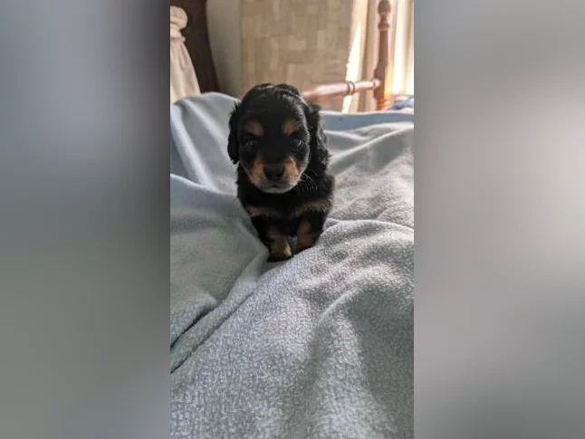 Chiots teckels thumbnail 2