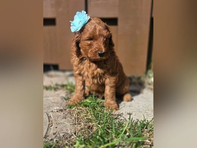 Goldendoodles standard thumbnail 3
