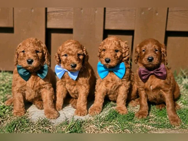 Goldendoodles standard