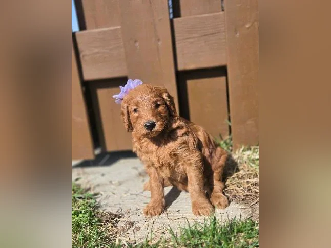 Goldendoodles standard thumbnail 4