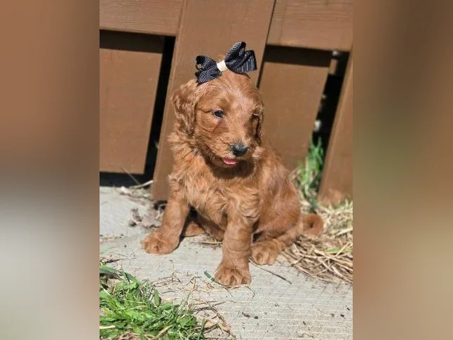 Goldendoodles standard thumbnail 5