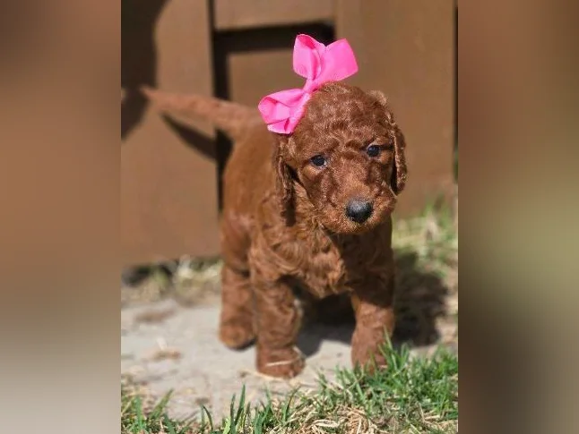 Goldendoodles standard thumbnail 2