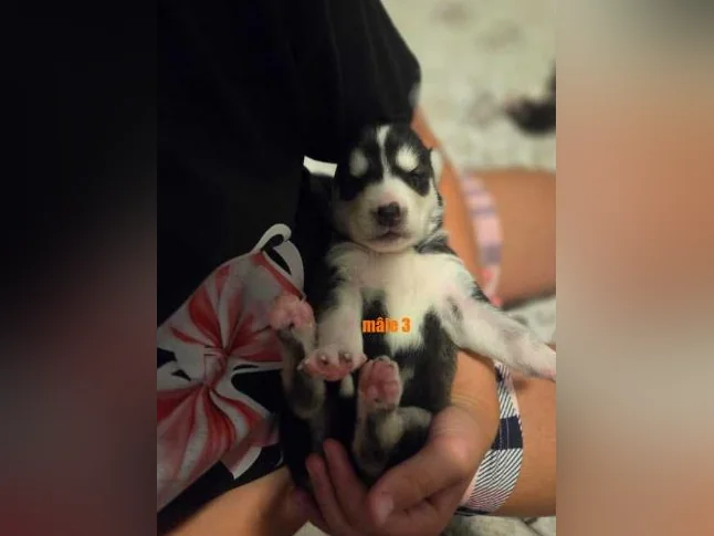 Chiots Husky sibérien 100% pure race thumbnail 6