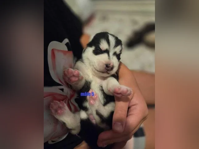Chiots Husky sibérien 100% pure race thumbnail 8