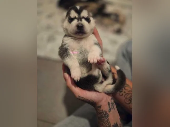 Chiots Husky sibérien 100% pure race