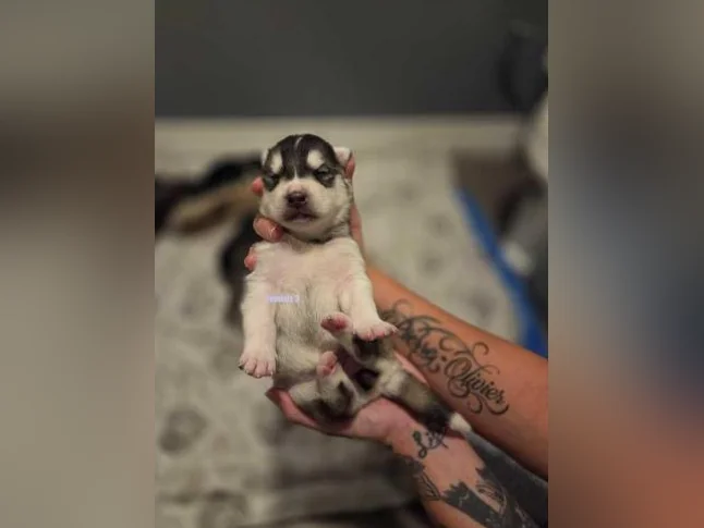 Chiots Husky sibérien 100% pure race thumbnail 3