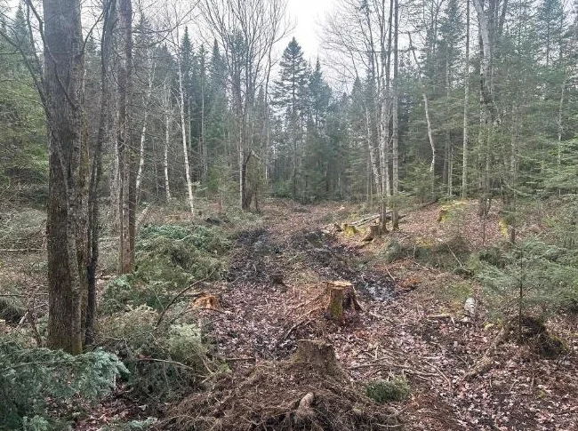 🌲 TERRAIN BOISÉ 10 ACRES À VENDRE Saint-Hermenegilde, QC J0B 2W0 thumbnail 6