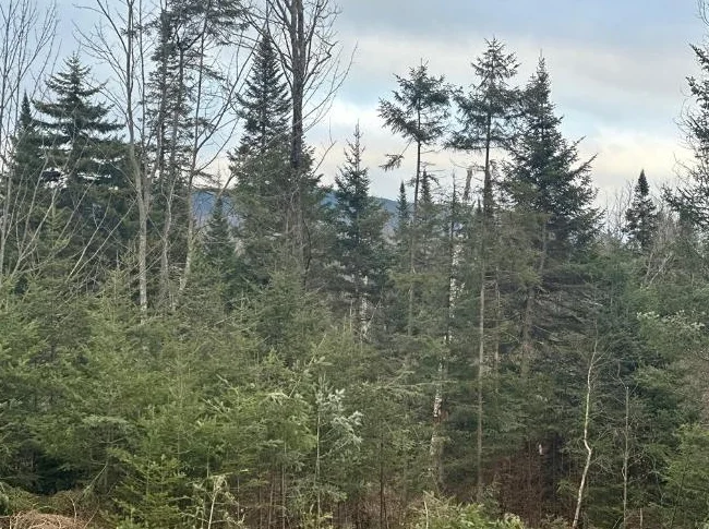 🌲 TERRAIN BOISÉ 10 ACRES À VENDRE Saint-Hermenegilde, QC J0B 2W0 thumbnail 5