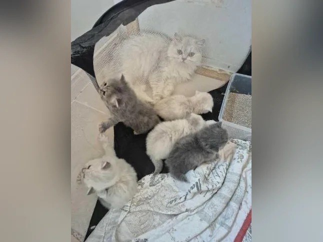Bébés hymalayens
