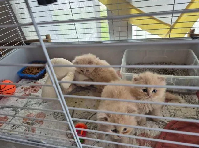 Bébés persans