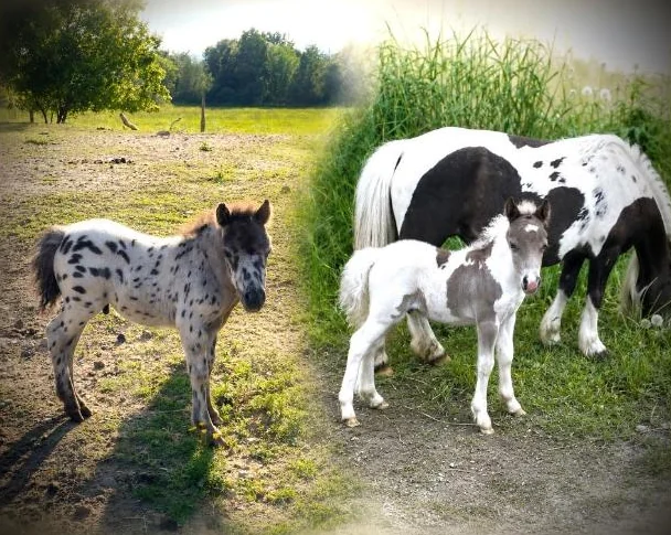 Poulains et pouliches disponibles