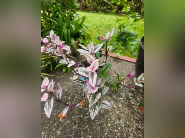 Jolies plantes d'intérieur