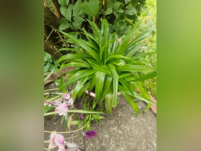 Jolies plantes d'intérieur thumbnail 2
