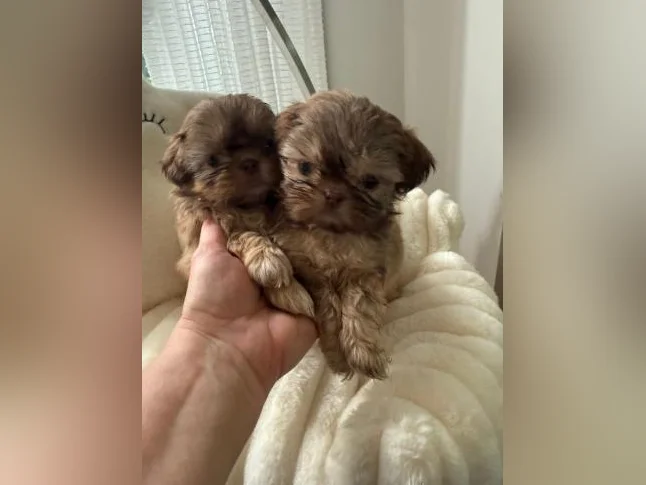 Femelles et mâles Shih tzu exceptionnels
