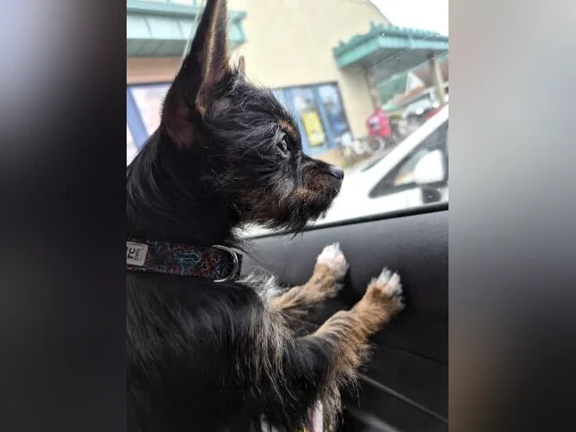Yorkshire x chihuahua