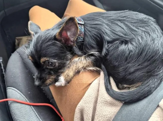 Yorkshire x chihuahua thumbnail 2