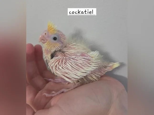 Oisillions touis Catherine et cockatiel