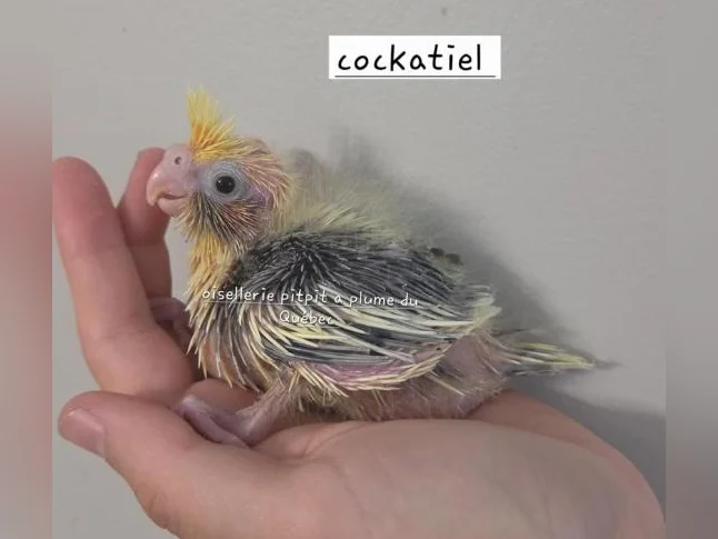 Oisillions touis Catherine et cockatiel thumbnail 3