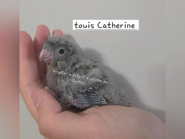 Oisillions touis Catherine et cockatiel thumbnail 2