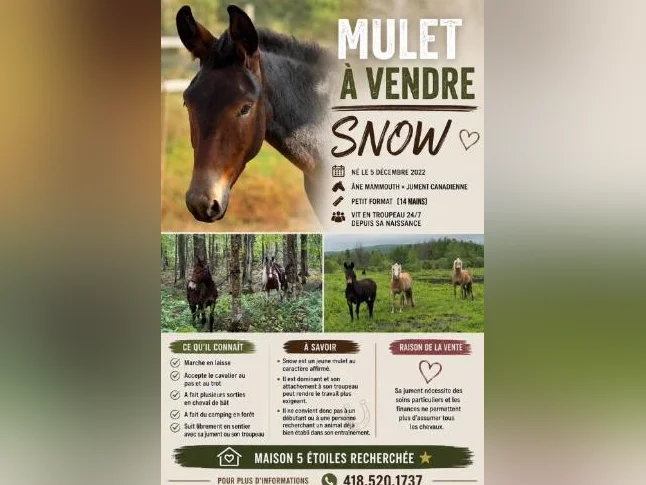 Mulet