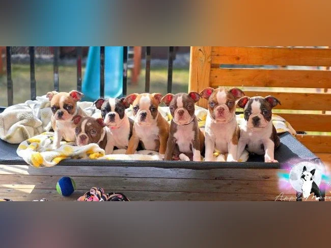 Chiots Boston terrier - A venir