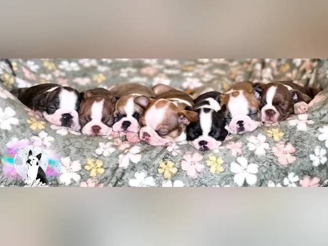 Chiots Boston terrier - A venir thumbnail 4