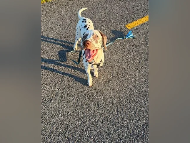 chiot dalmatiens
